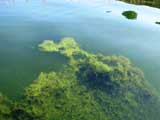 Utricularia gibba in Lake Ngatu : 3.5m depth